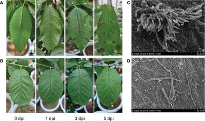 Comparative transcriptome and metabolome analyses of cherry leaves spot disease caused by Alternaria alternata